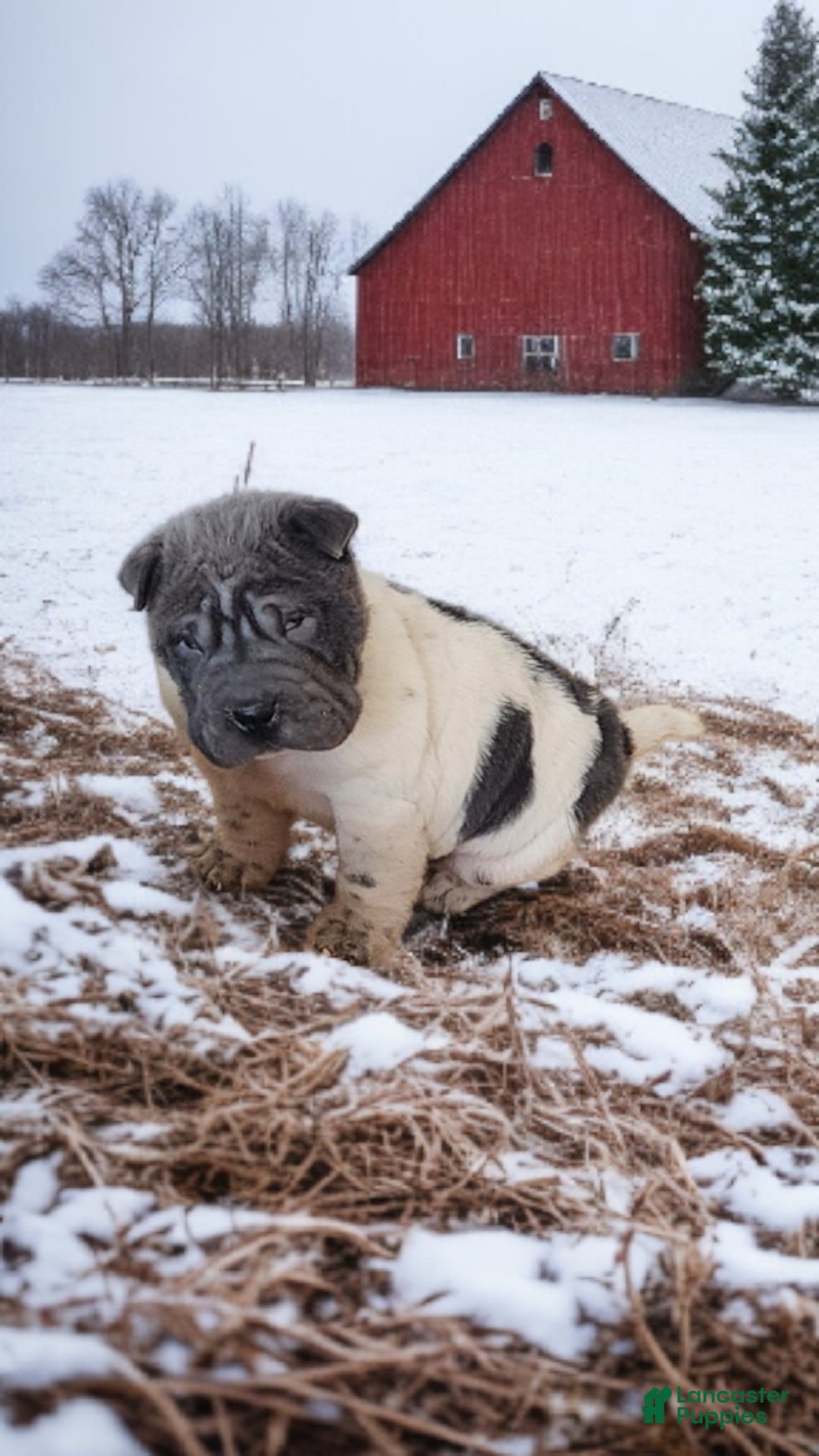 Shar Pei dogs for sale: Bluebelle blue flower mini  - Ad 17