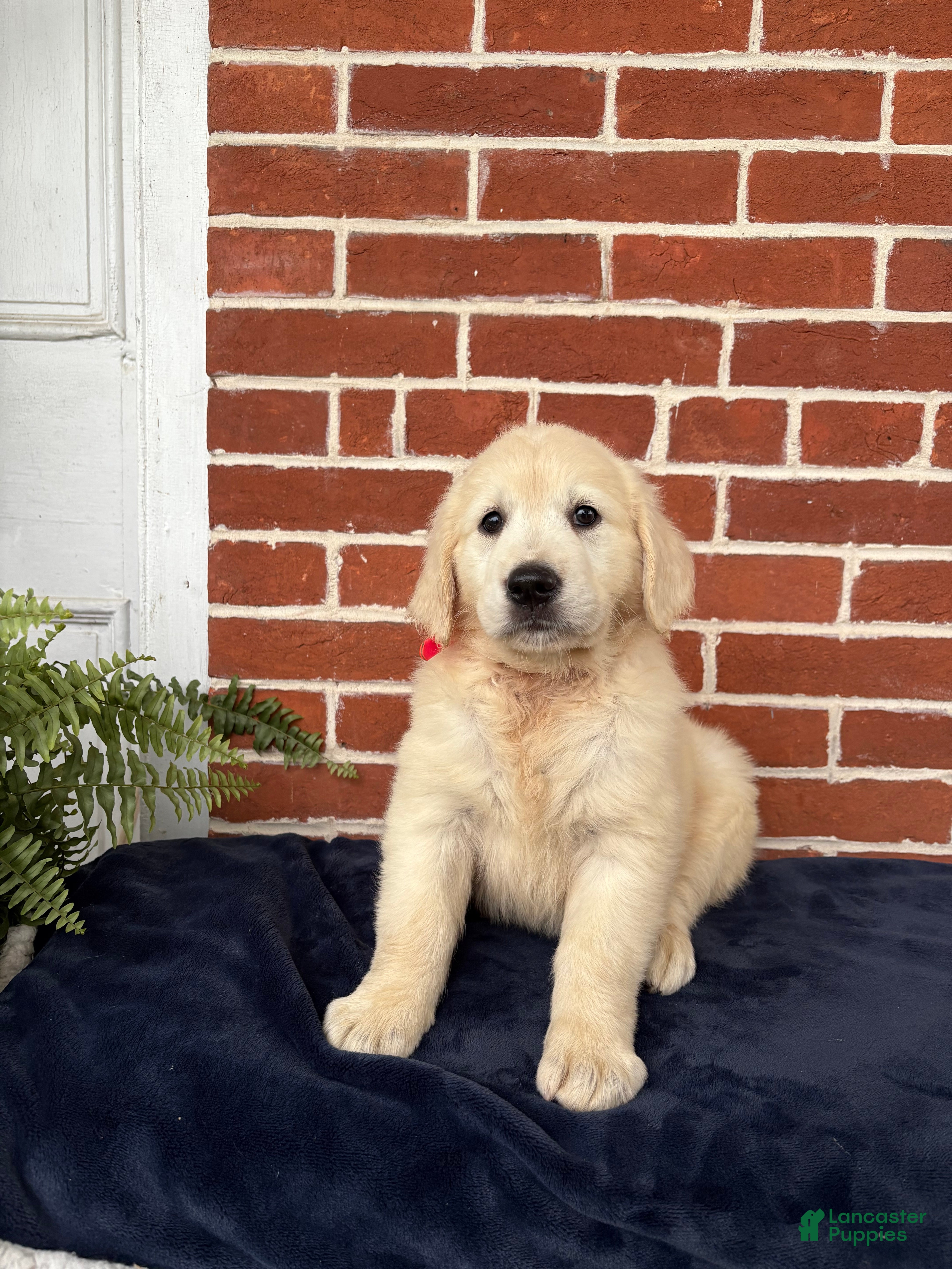Golden Retriever dogs Gabby - Ad 1