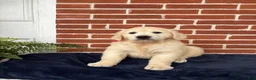 Golden Retriever dogs for sale: Gabby - Ad 1