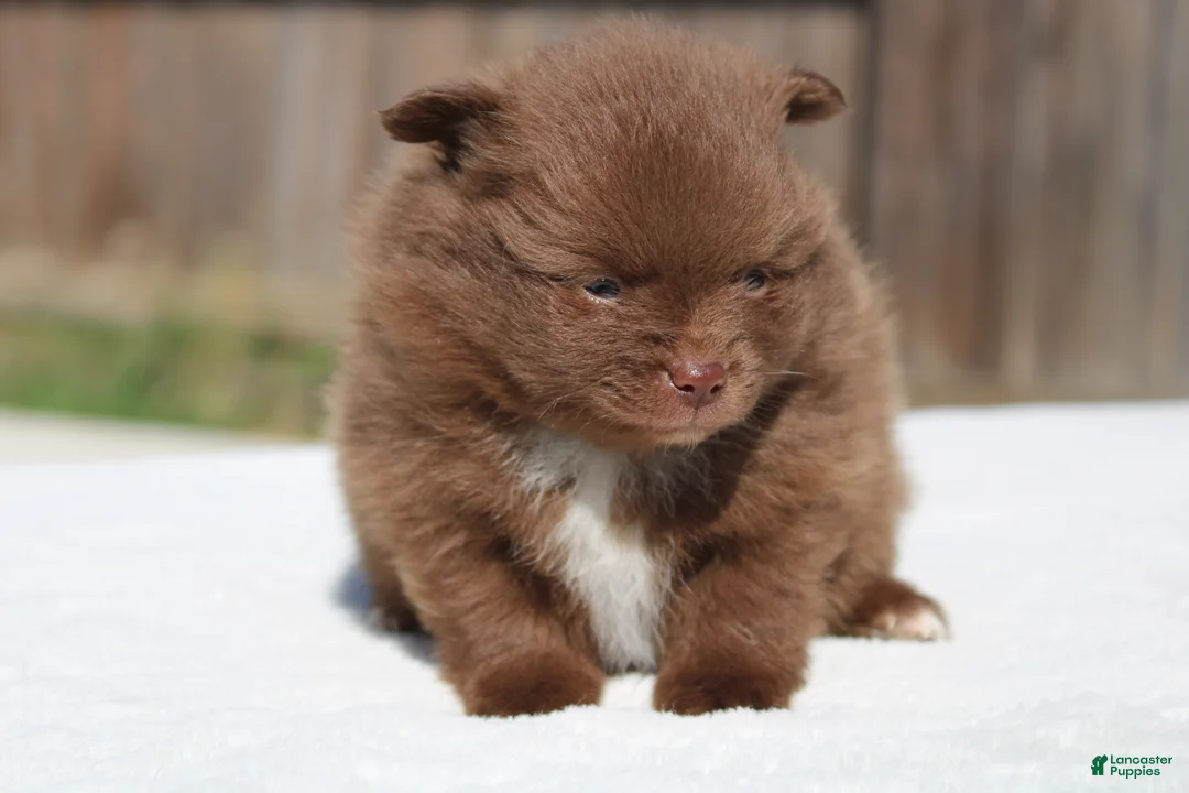 Pomeranian dogs for sale: Pomeranian Puppy 2 - Ad 4