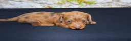 Miniature Dachshund dogs for sale: Zelda - Ad 8