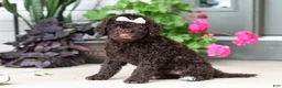 Portuguese Water Dog dogs for sale: Polly - Ad 7