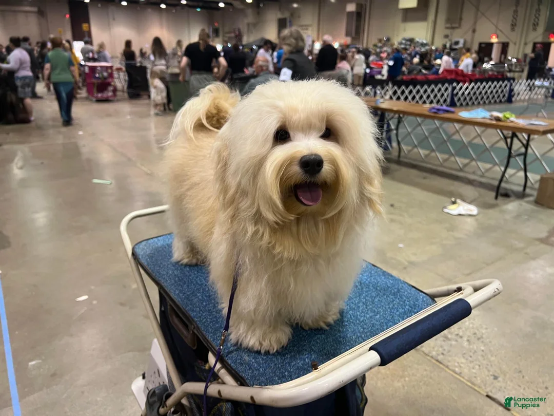 Havanese dogs for sale: Suzie - Ad 8