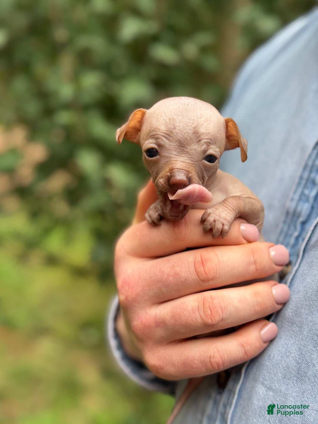 Mixed Breed dogs for sale: Cleopatra  - Ad 79