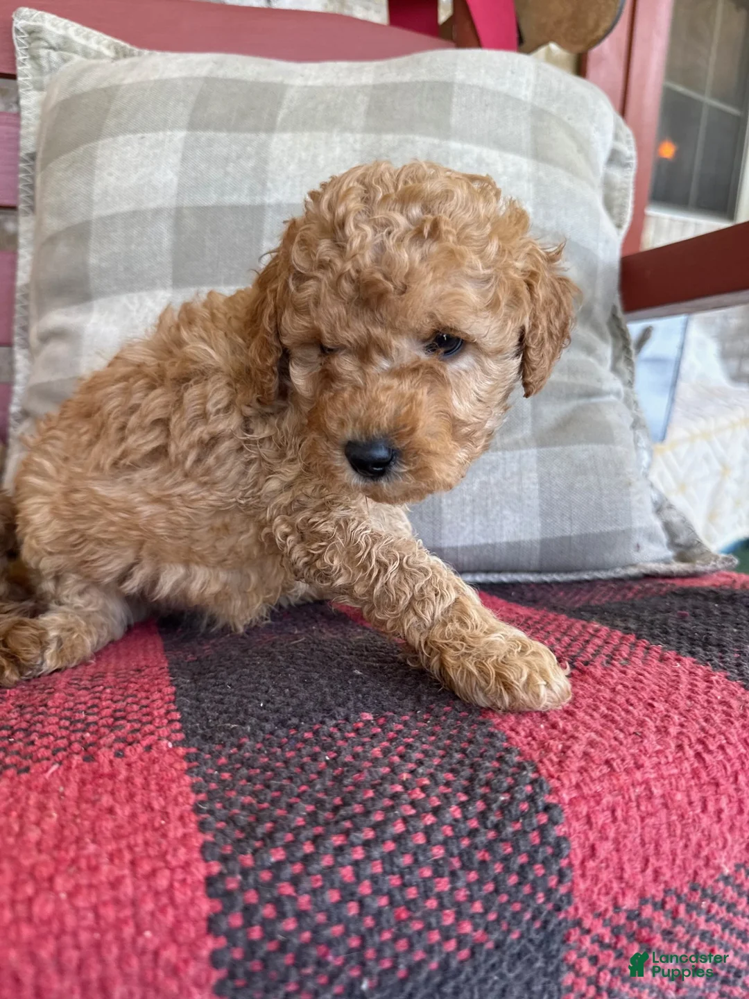 Mixed Breed dogs for sale: Tucker - Ad 1