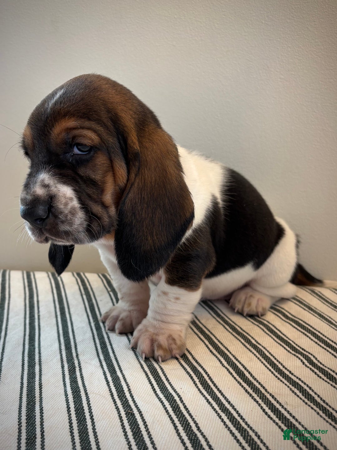 Basset Hound dogs for sale: Ralphie - Ad 3