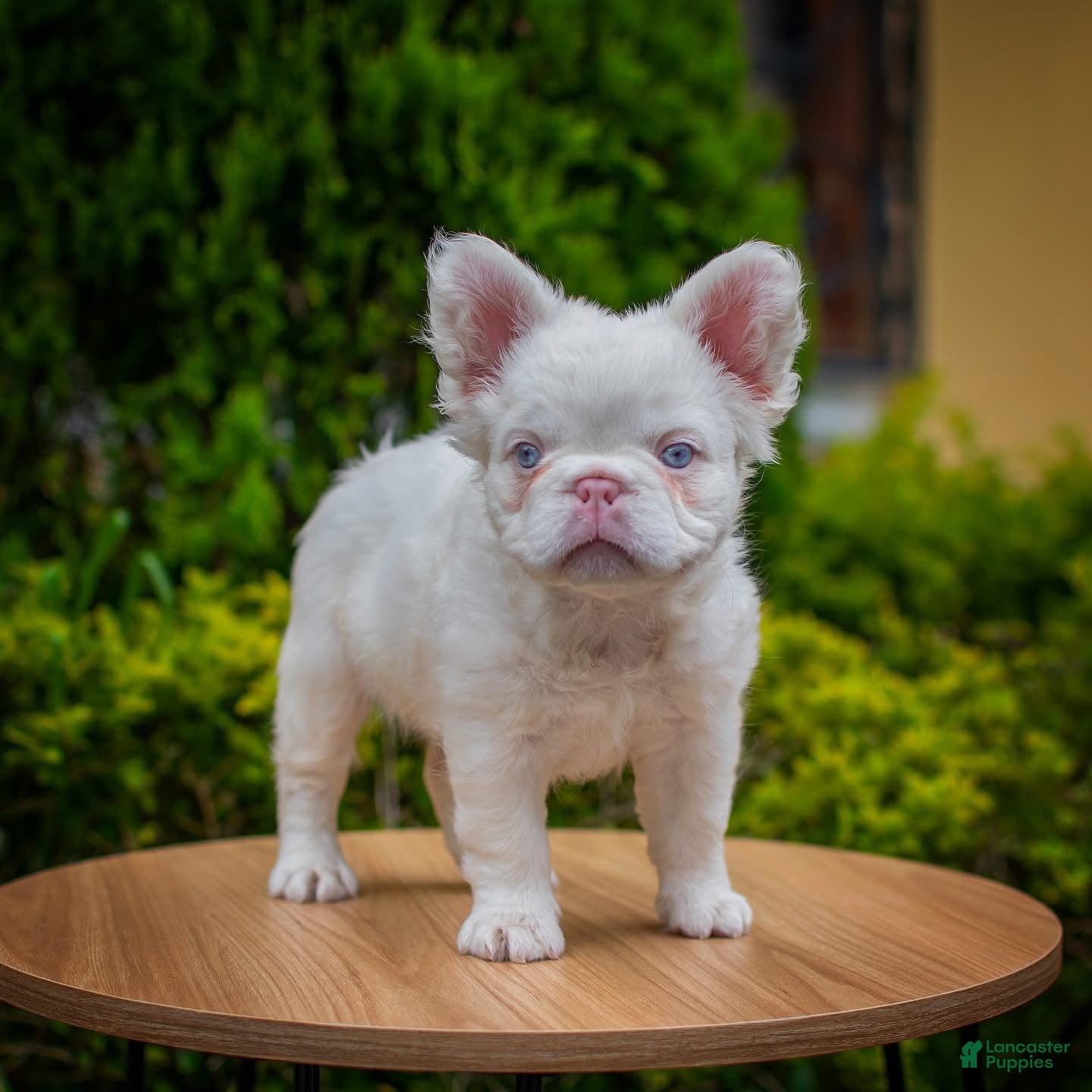 French Bulldog dogs for sale: Nala - Ad 2