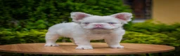French Bulldog dogs for sale: Nala - Ad 1