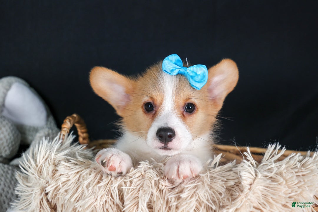 Welsh Corgi Pembroke dogs for sale: Ike - Ad 8