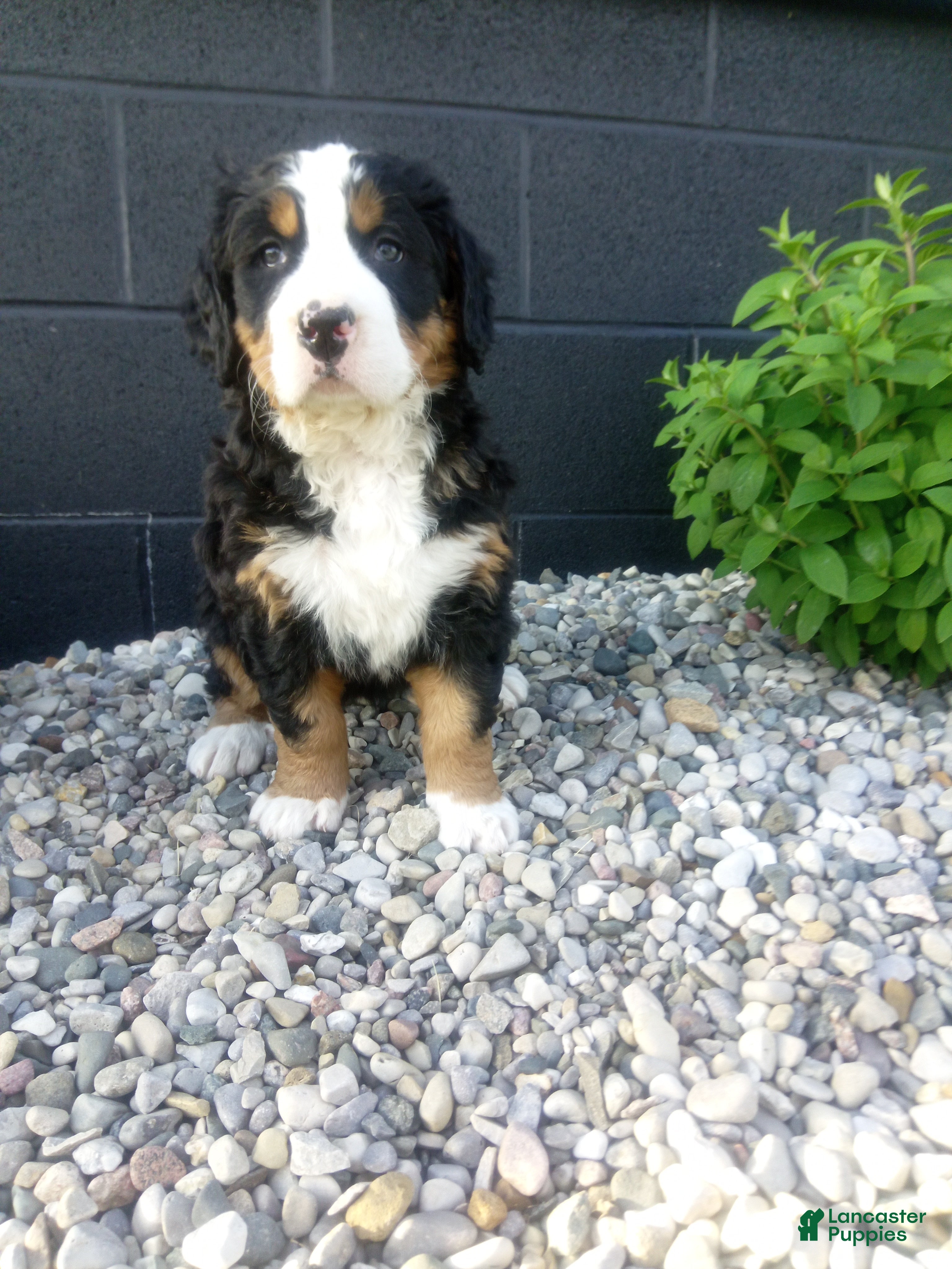 Bernese Mountain Dog dogs for sale: Megan  - Ad 1