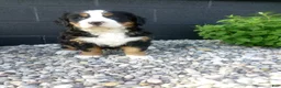Bernese Mountain Dog dogs for sale: Megan  - Ad 1