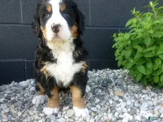 Bernese Mountain Dog dogs for sale: Megan - Ad 1