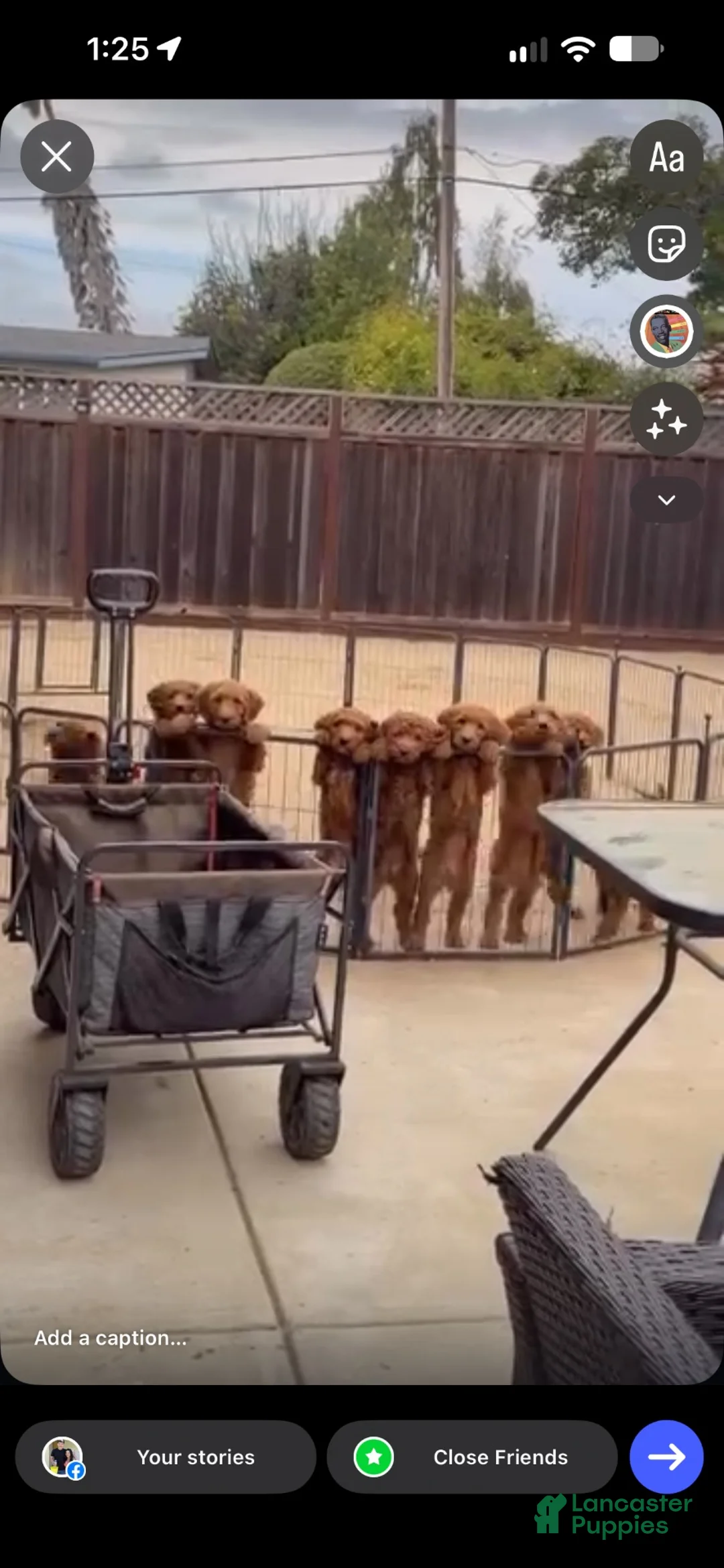 Goldendoodle dogs for sale: Goldendoodle 1 - Ad 3
