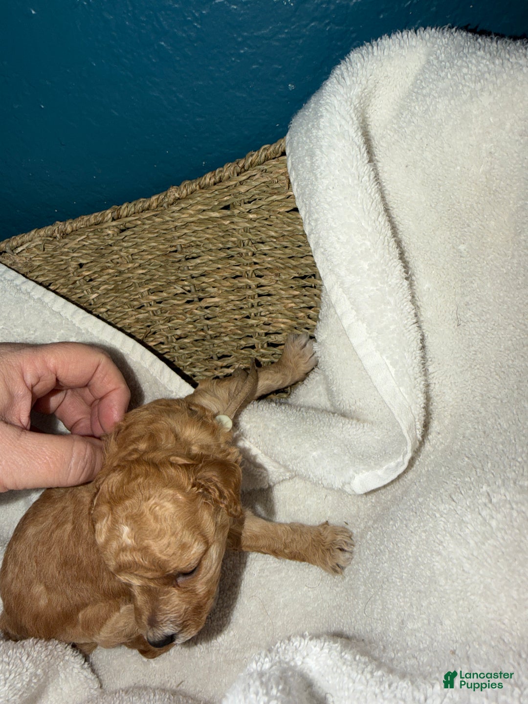 Miniature Poodle dogs for sale: AKC Miniature Poodle Puppy White - Ad 15