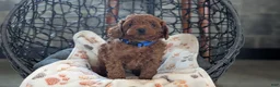 Toy Poodle dogs for sale: Wesley - Ad 4