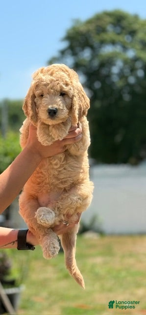 Goldendoodle dogs Martha - Ad 1
