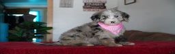 Sheepadoodle dogs for sale: Susie - Ad 3