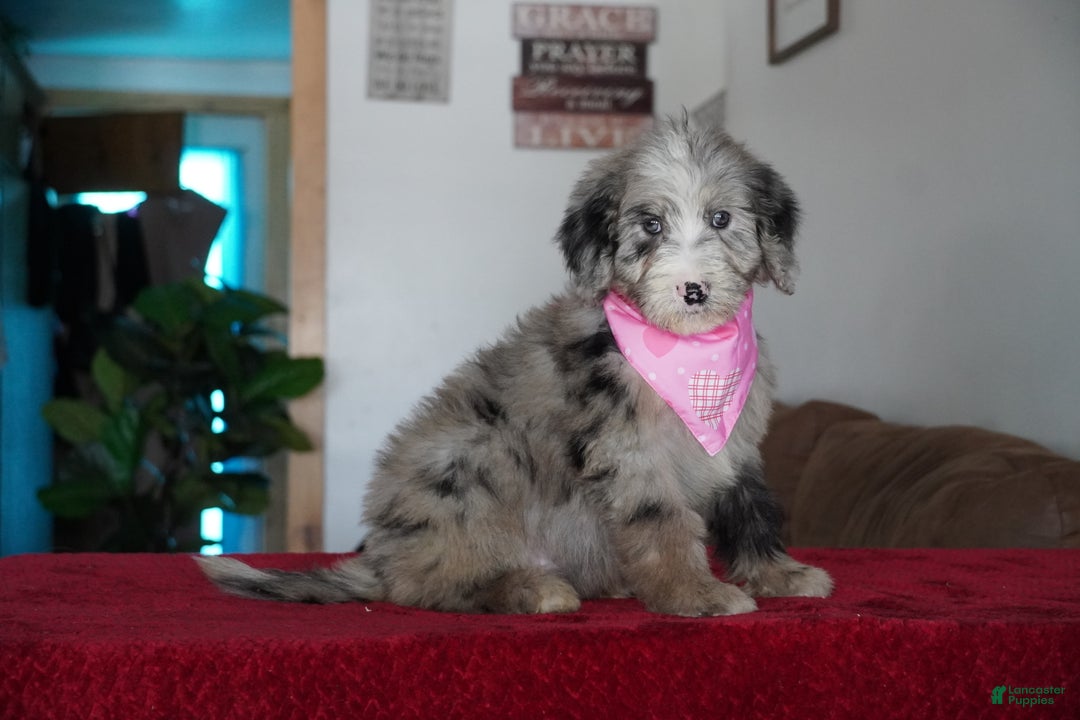 Sheepadoodle dogs for sale: Susie - Ad 3