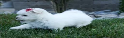 Maltese dogs for sale: OSCAR - Ad 4