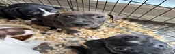 Mixed Breed dogs for sale: Mixed Breed 1 - Ad 7