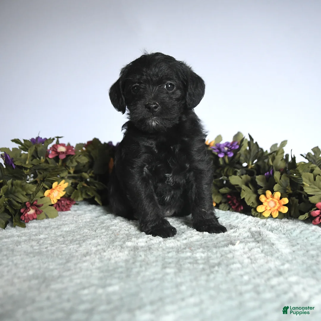 Mixed Breed dogs for sale: Nellie - Ad 1