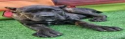 Cane Corso dogs for sale: ELLA - Ad 4