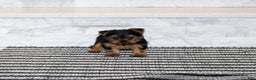 Yorkshire Terrier dogs for sale: Robot - Ad 5