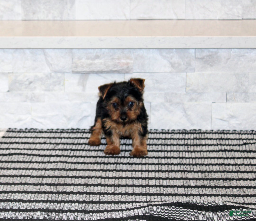 Yorkshire Terrier dogs for sale: Robot - Ad 5