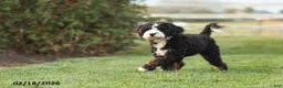 Mini Bernedoodle dogs for sale: Mike - Ad 5