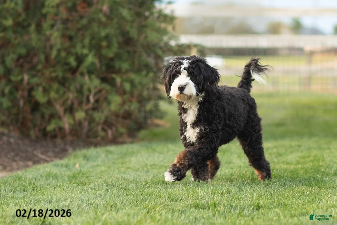 Mini Bernedoodle dogs for sale: Mike - Ad 5