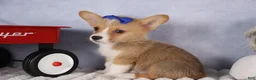 Welsh Corgi Pembroke dogs for sale: Charlie 🐾💙 - Ad 17