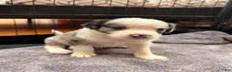 Mixed Breed dogs for sale: Mila - Ad 5