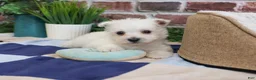 West Highland Terrier dogs for sale: Stefan - Ad 4