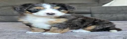 Mini Bernedoodle dogs for sale: Mini Bentley  - Ad 7