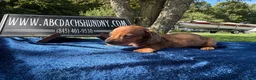 Miniature Dachshund dogs for sale: Russian red dapple smooth - Ad 4