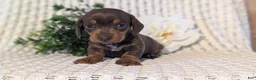 Miniature Dachshund dogs for sale: Zoey - Ad 5