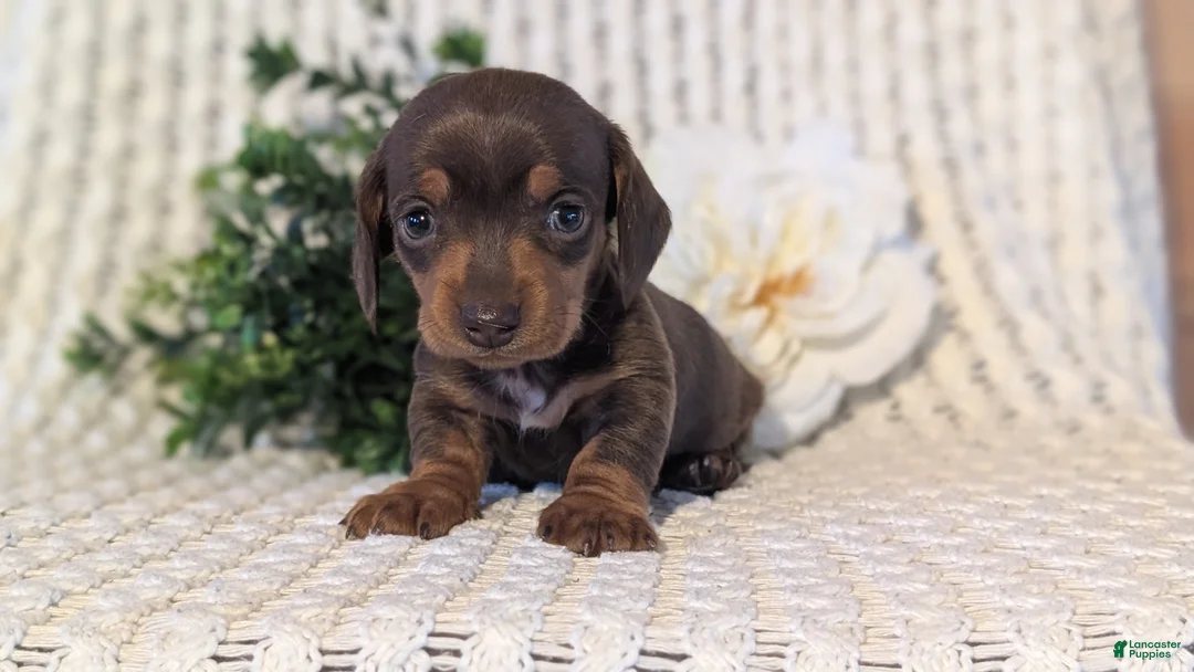 Miniature Dachshund dogs for sale: Zoey - Ad 5