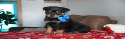 Rottweiler dogs for sale: Gunner - Ad 3