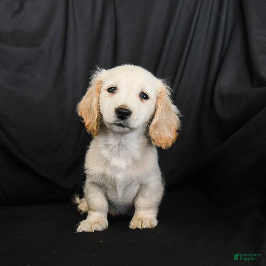 Miniature Dachshund dogs Warrior - Ad 7