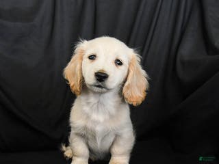 Miniature Dachshund dogs Warrior - Ad 18