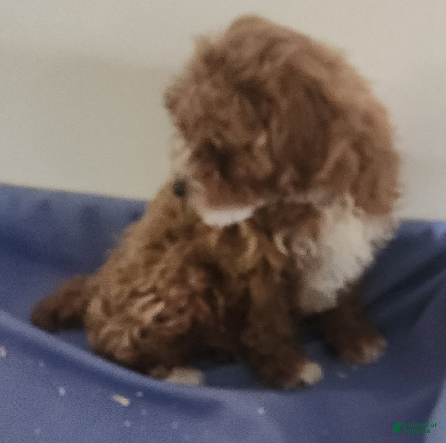 Miniature Poodle dogs Boy 2 - Ad 1