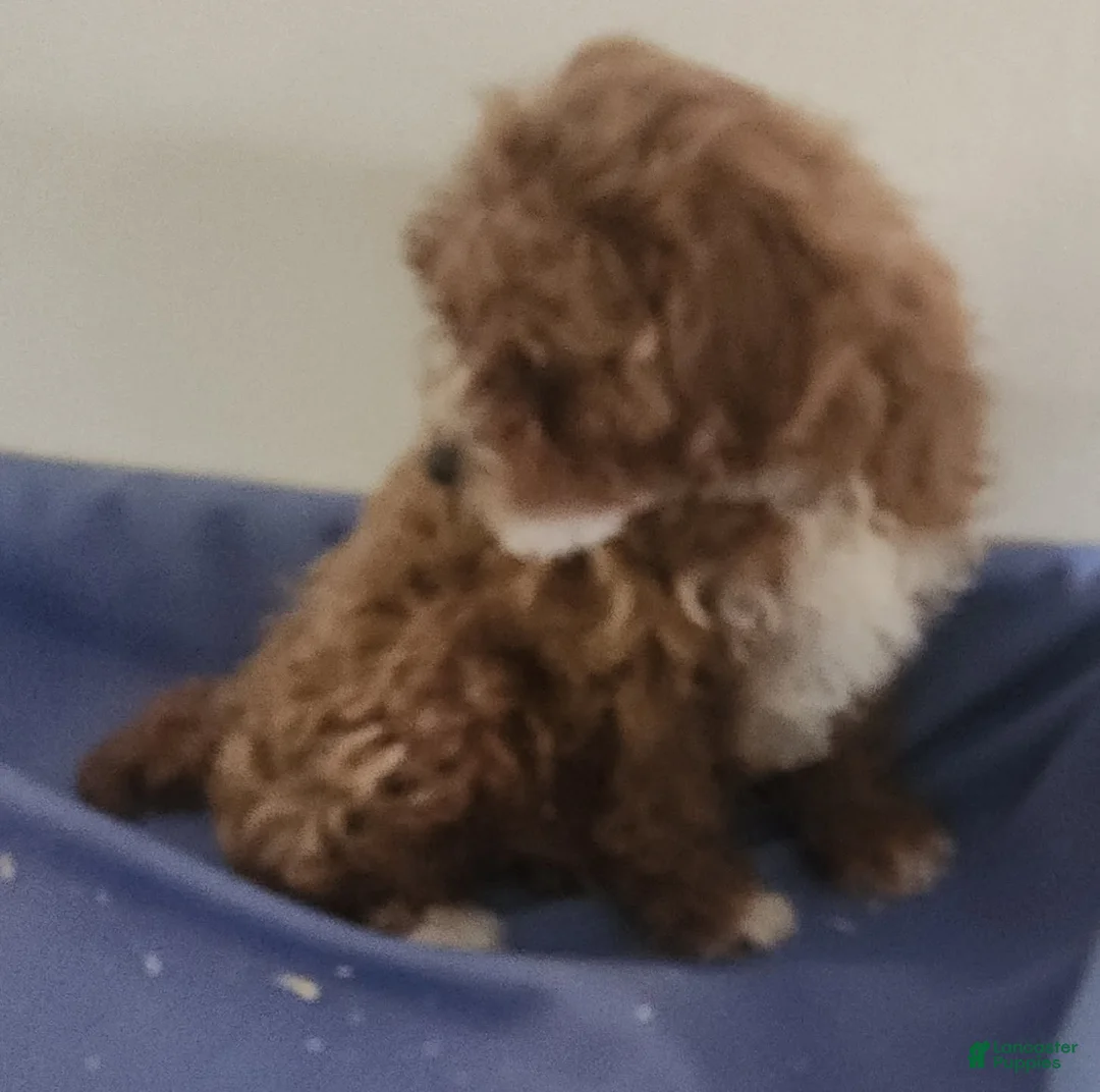 Miniature Poodle dogs for sale: Boy 2 - Ad 1