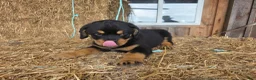 Rottweiler dogs for sale: Rottweiler 1 - Ad 9