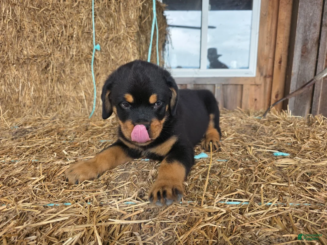 Rottweiler dogs for sale: Rottweiler 1 - Ad 9