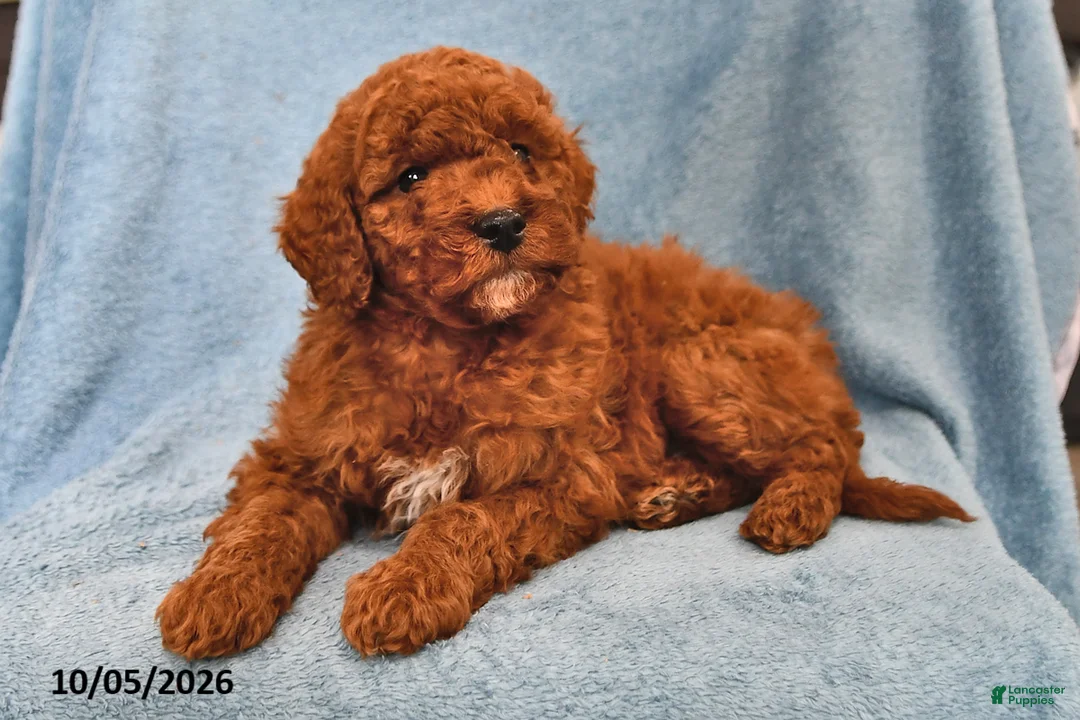 Mini Goldendoodle dogs for sale: Ginger - Ad 1