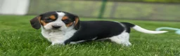 Beagle dogs for sale:  Copper 🐶 - Ad 13