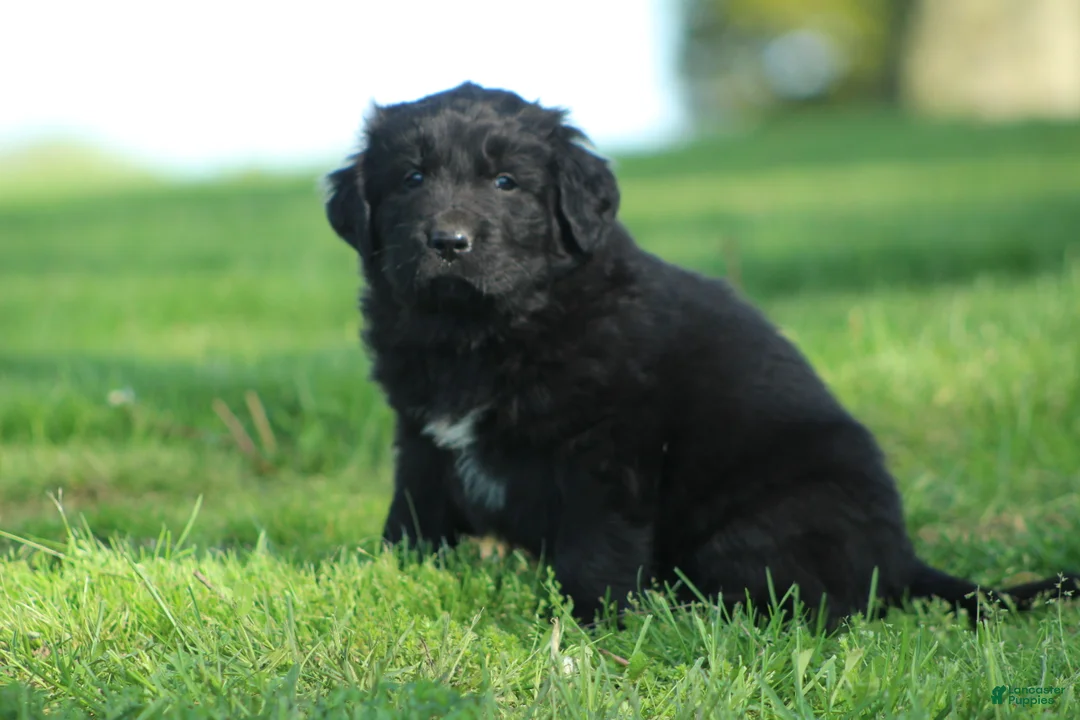 Newfoundland dogs for sale: Jed - Ad 1