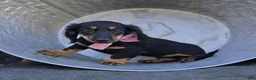 Miniature Dachshund dogs for sale: Trixie - Ad 1