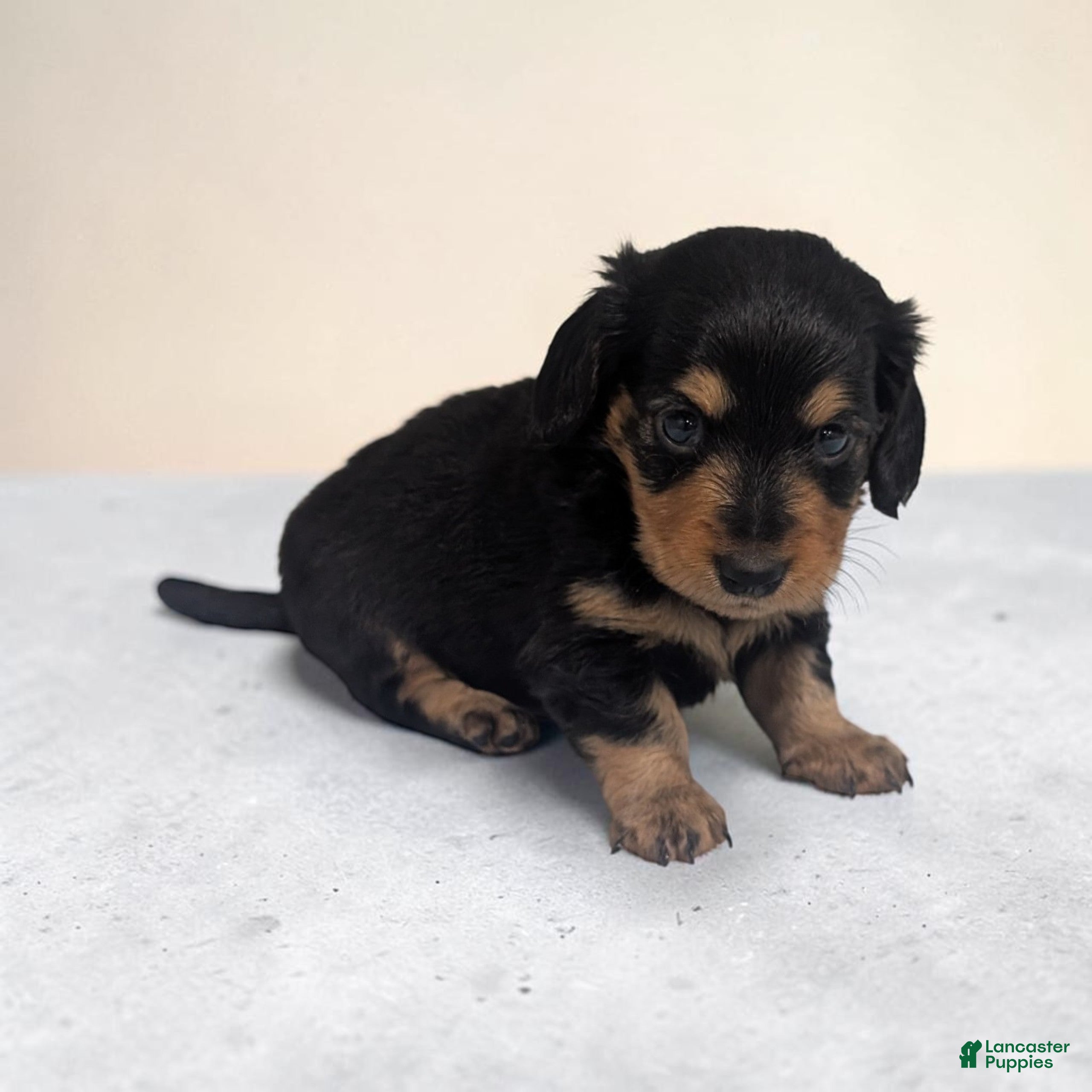 Miniature Dachshund dogs for sale: Benji - Ad 1