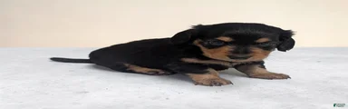 Benji